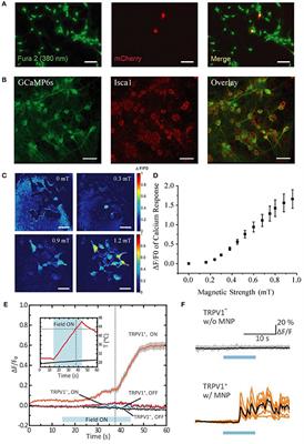 Commentary: MagR Alone Is Insufficient to Confer Cellular Calcium Responses to Magnetic Stimulation